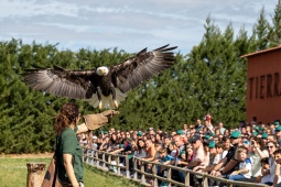 Spectacle de rapaces