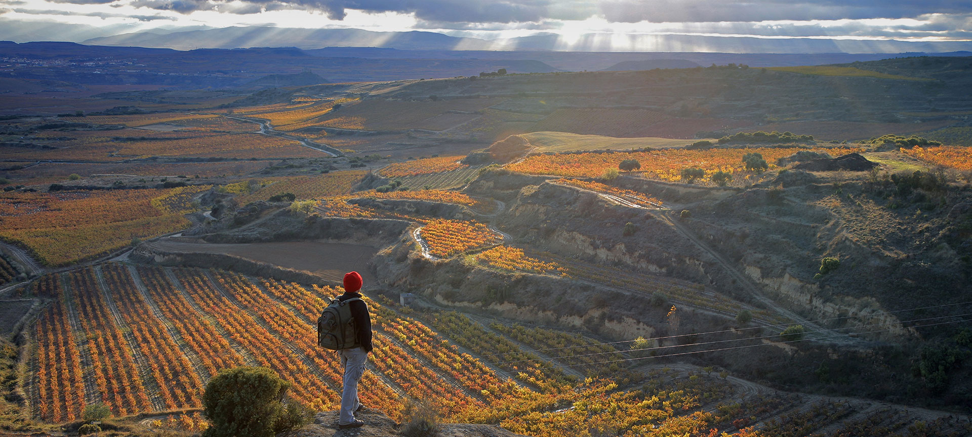 Um caminhante contempla os vinhedos de San Vicente de la Sonsierra. La Rioja