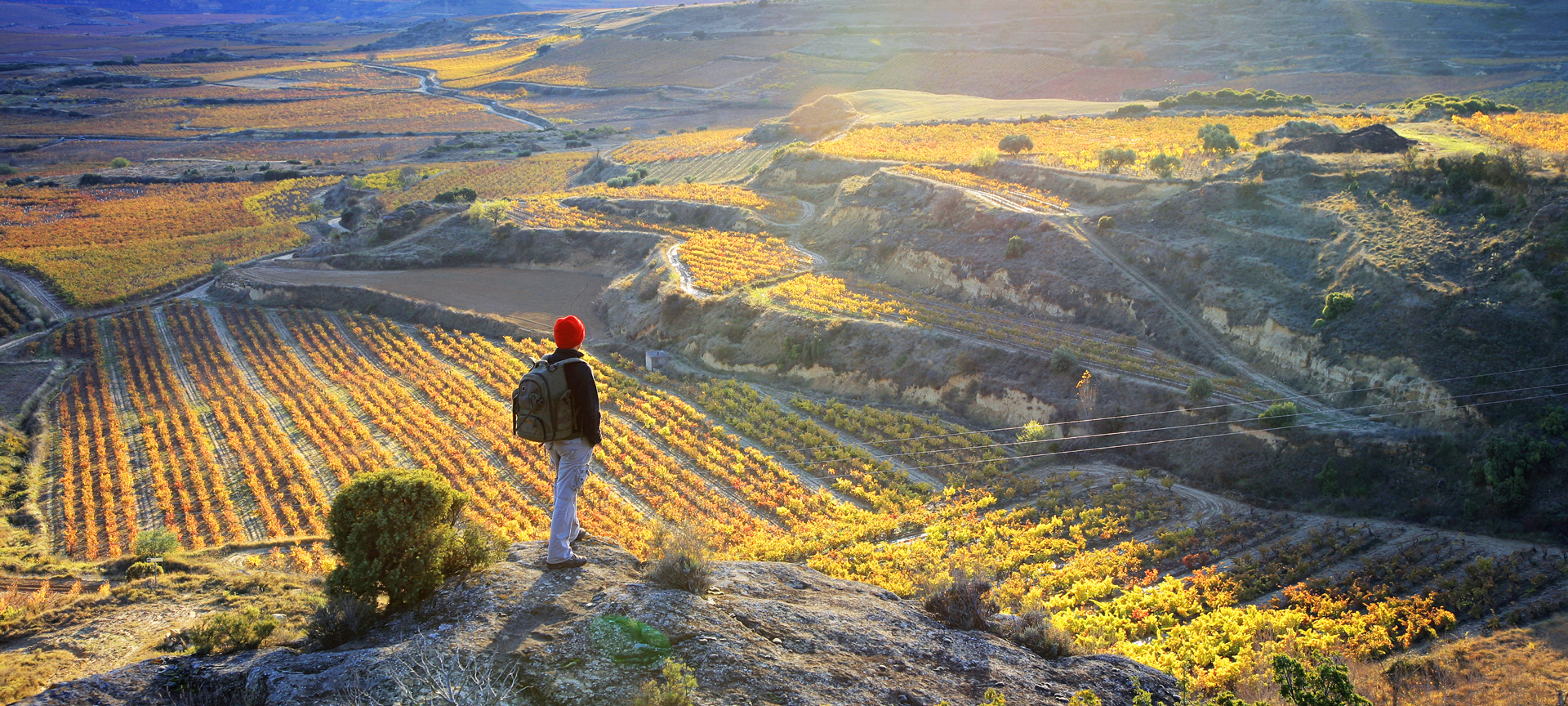 Tourist contemplating the Sonsierra vineyards in La Rioja Tourist contemplating the Sonsierra vineyards in La Rioja