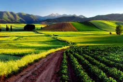 Vinhedos, La Rioja