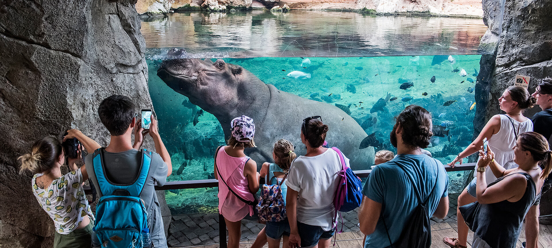 Ippopotami nel Bioparco di Valencia