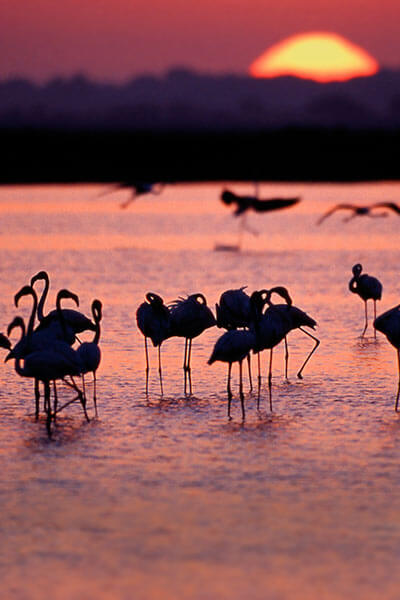 Flamingos