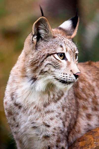 Pardelluchs
