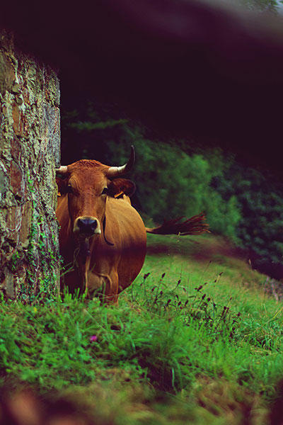 Kühe in Asturien