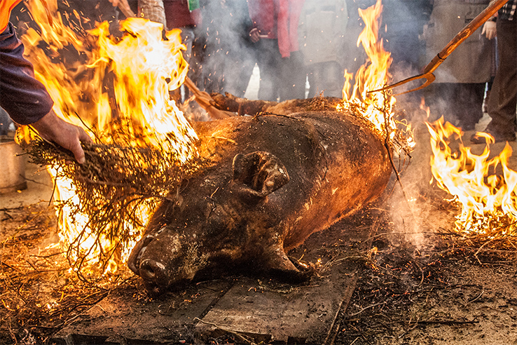 Traditional pig slaughter at the Feira do Cocido in Lalín (Pontevedra, Galicia) Traditional pig slaughter at the Feira do Cocido in Lalín (Pontevedra, Galicia)