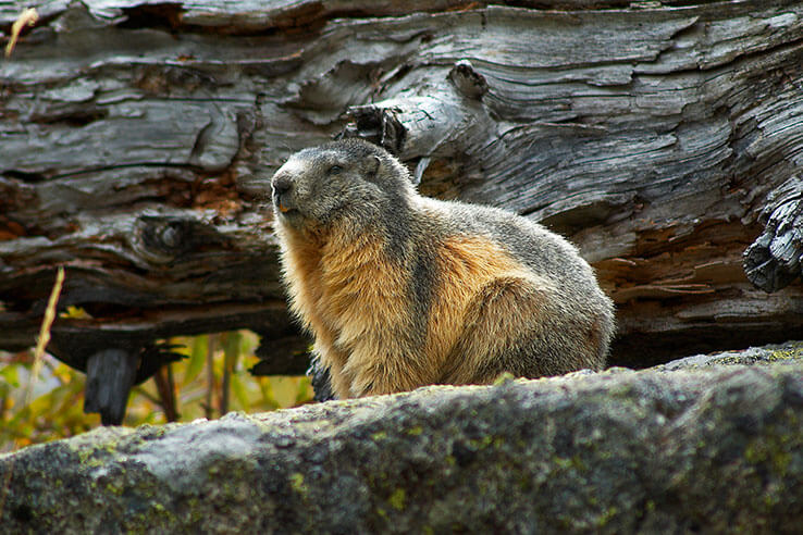 Faune du parc national d'Aigüestortes i Estany de Sant Maurici