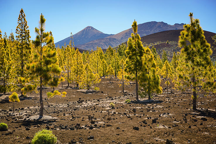 Bosque de pinos se extienden hasta la cumbre del Teide Bosque de pinos se extienden hasta la cumbre del Teide
