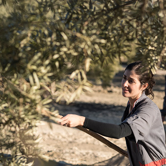 Olive harvest in Spain, in an Andalusian olive grove