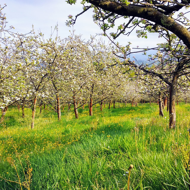 Apfelplantage in Nava, Asturien