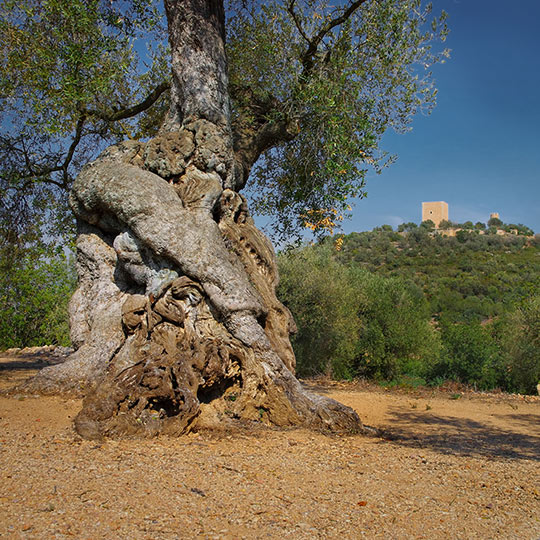 A thousand-year-old olive tree with Ulldecona Castle, Catalonia in the background
