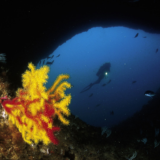 Diving in the Medes Islands, Girona (Catalonia)