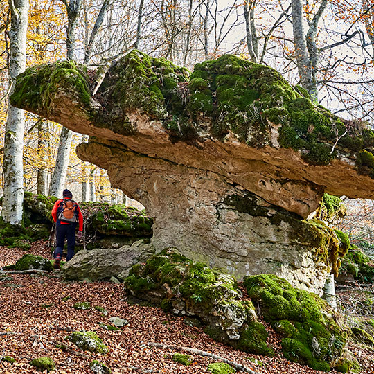 Bosco magico nel Parco naturale di Urbasa-Andía, Navarra
