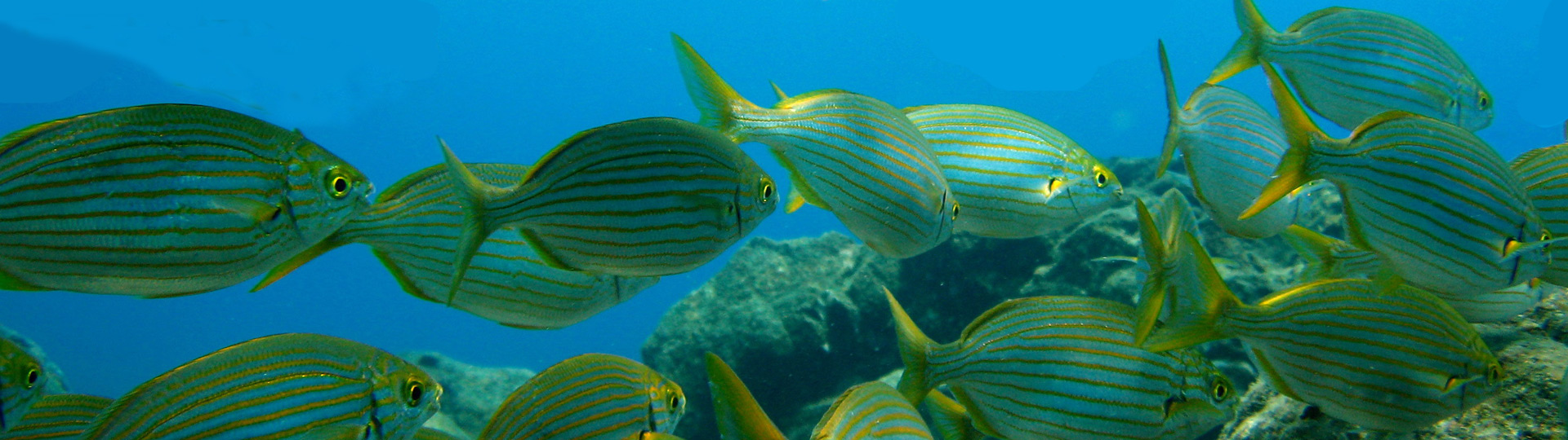 Seabed in La Palma de Mallorca, Canary Islands