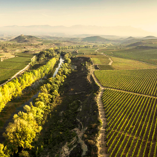  Vigneti di San Asensio con il Castello di Davalillo sullo sfondo, La Rioja