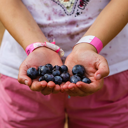 Des mains tenant des raisins