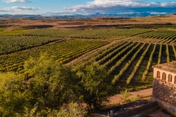 Vignoble. Route du Grenache. Saragosse.