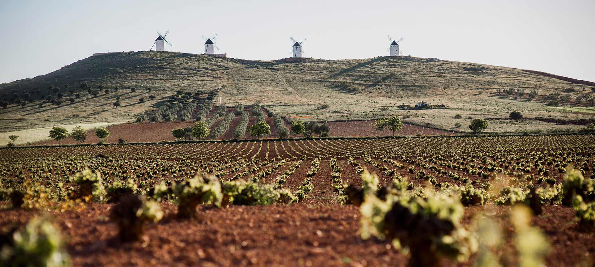 Vignobles sur la route du vin de La Manche