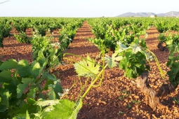 Weinberge an der Valdepeñas-Weinstraße