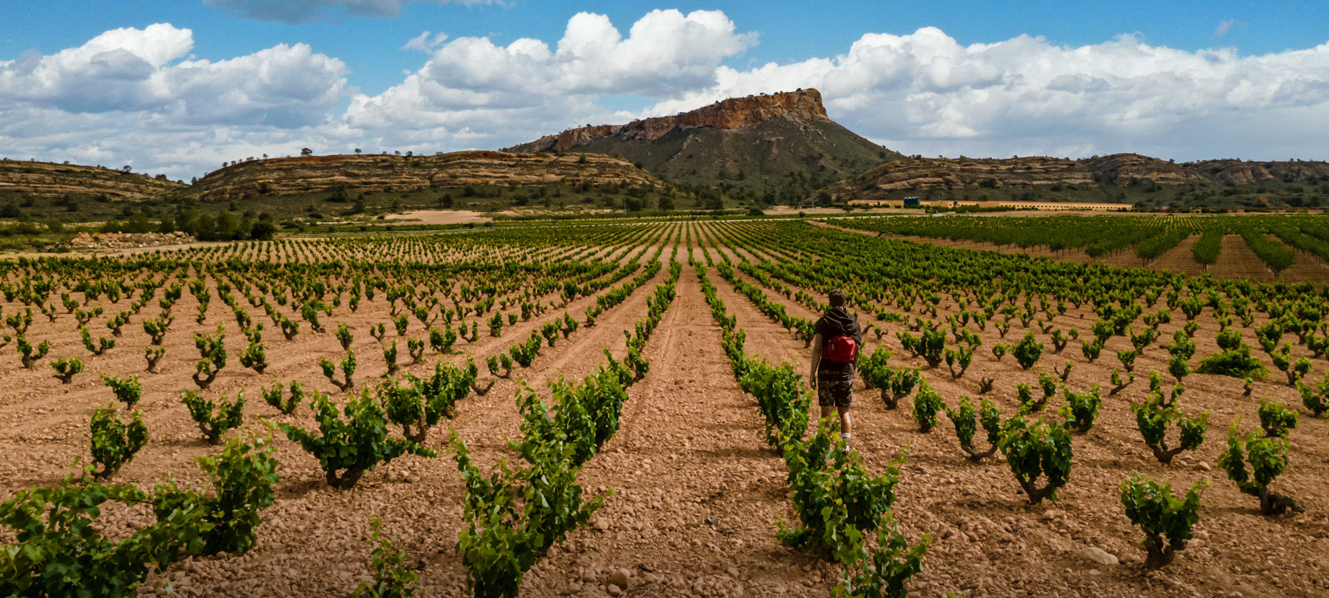 Vineyard. Jumilla wine route. Murcia