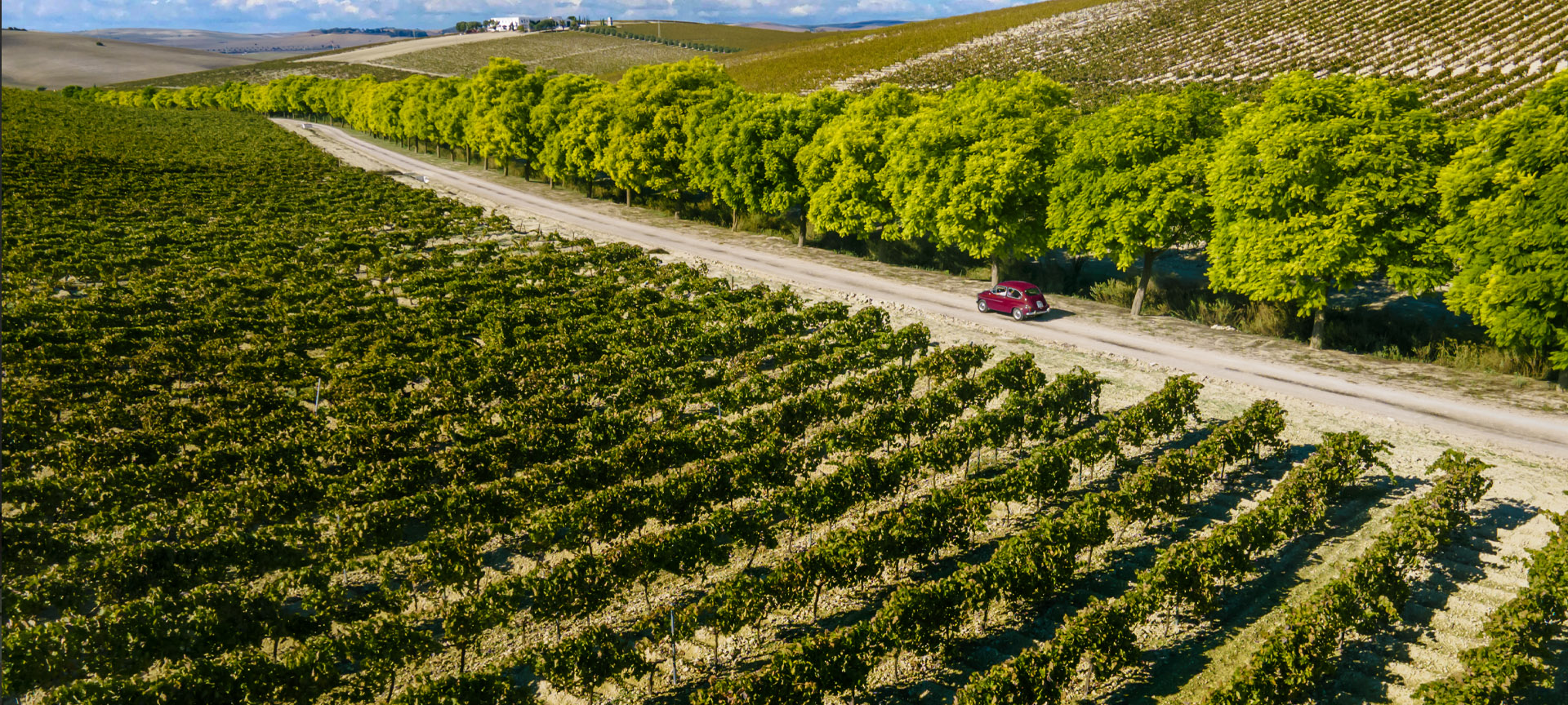 Paysage de la route du vin et du brandy du Marco de Jerez