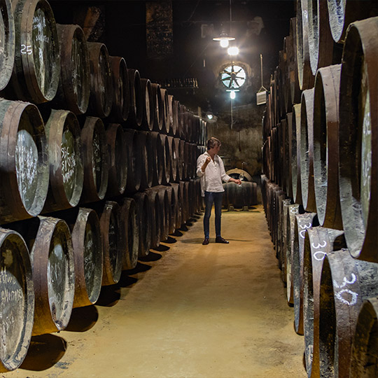 Domaine viticole. Route du vin de Montilla-Moriles