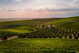 Vigneti della regione di Montilla-Moriles, Andalusia