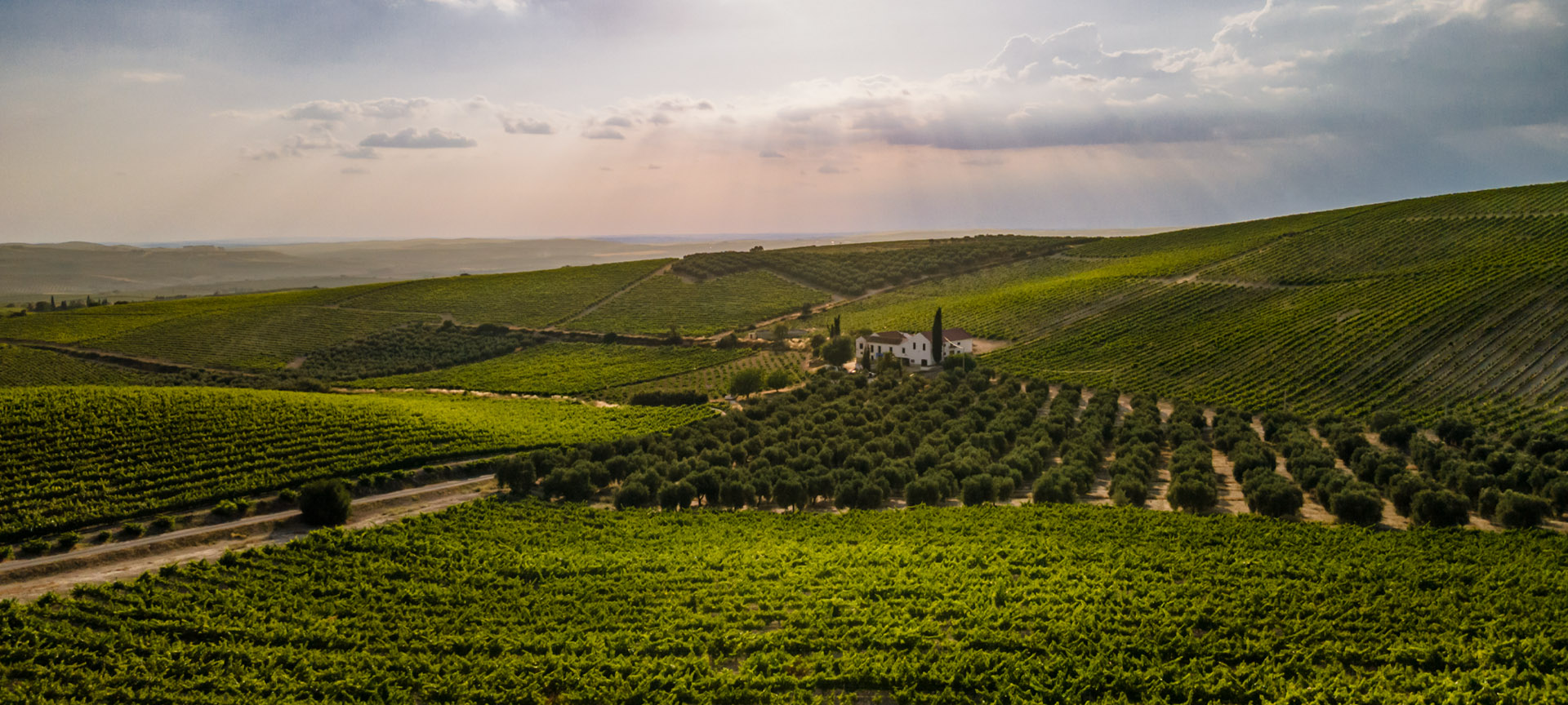 Vignobles de la région de Montilla-Moriles, Andalousie