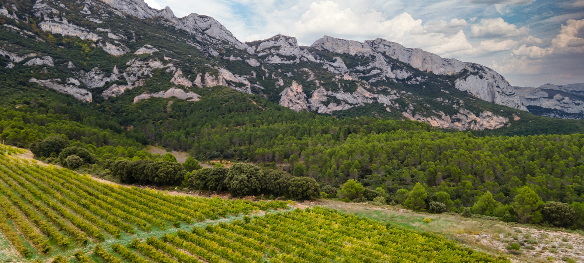 Landscape on the Rioja Alavesa Wine Route