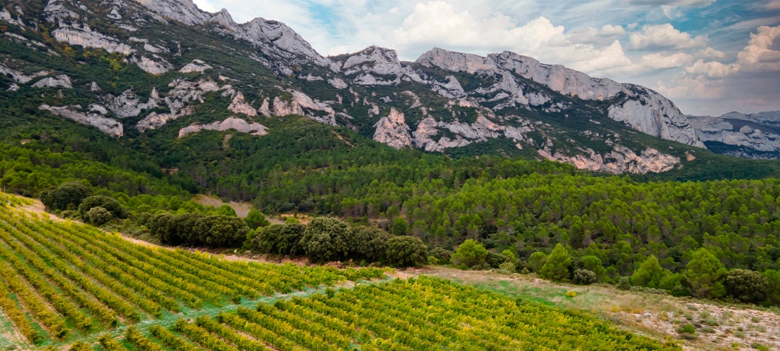 Landscape on the Rioja Alavesa Wine Route