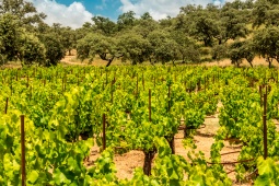 Route du vin Ronda et Malaga