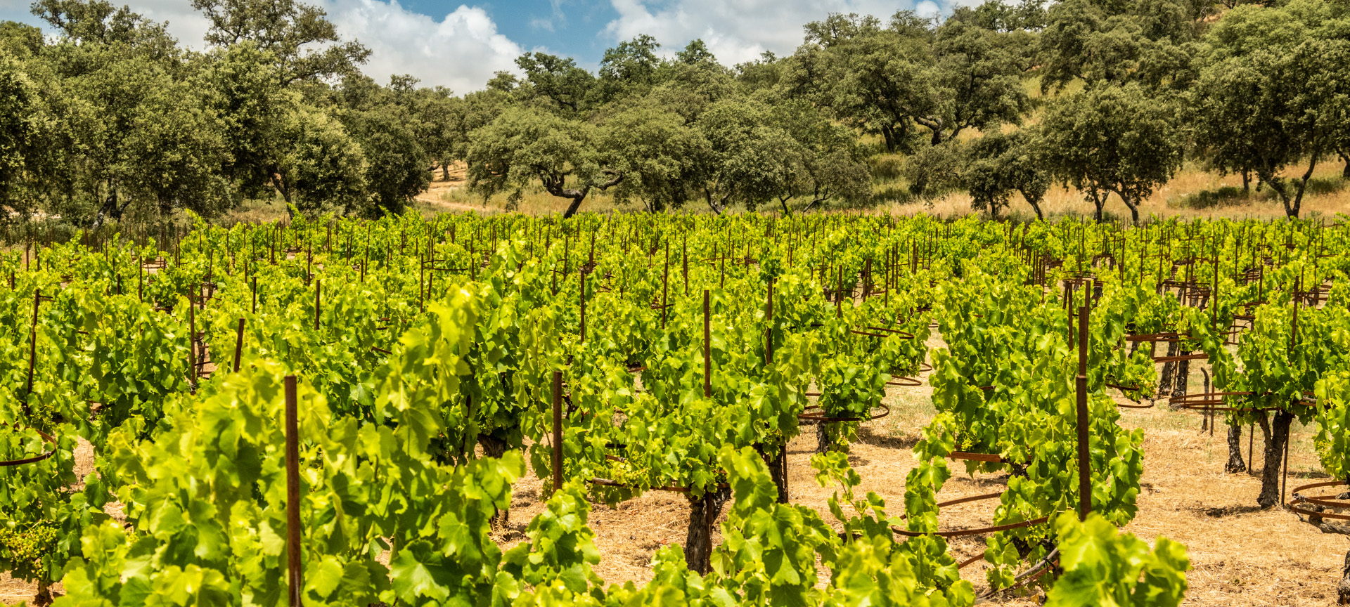 Route du vin Ronda et Malaga