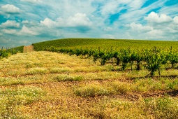 Vignoble. Route du vin de Rueda