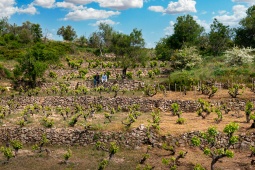 Vignoble. Route des vins de la Sierra de Francia