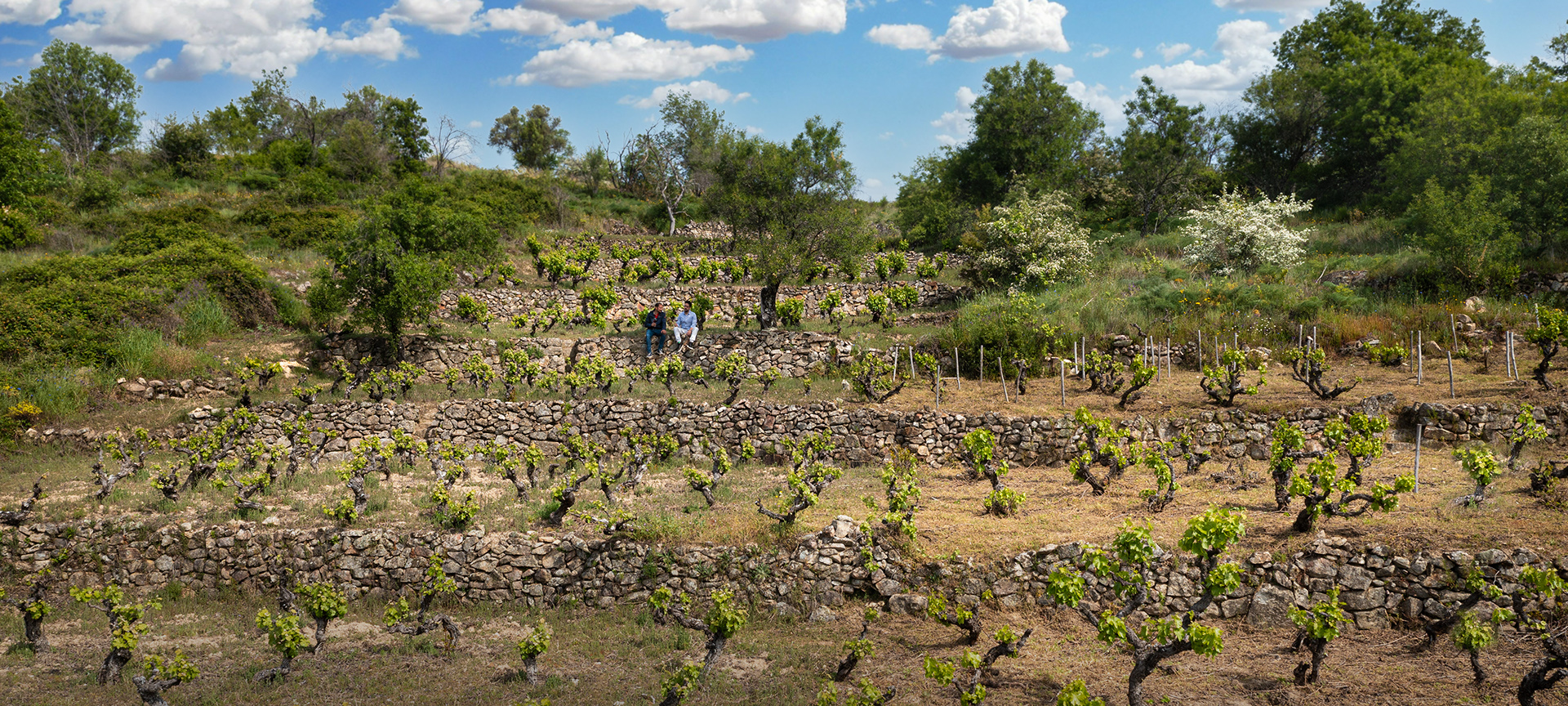Vineyard. Sierra de Francia Wine Route
