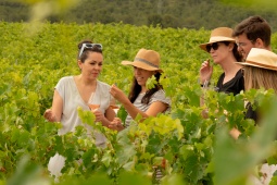 Personnes regardant un vignoble. Route des vins de Yecla