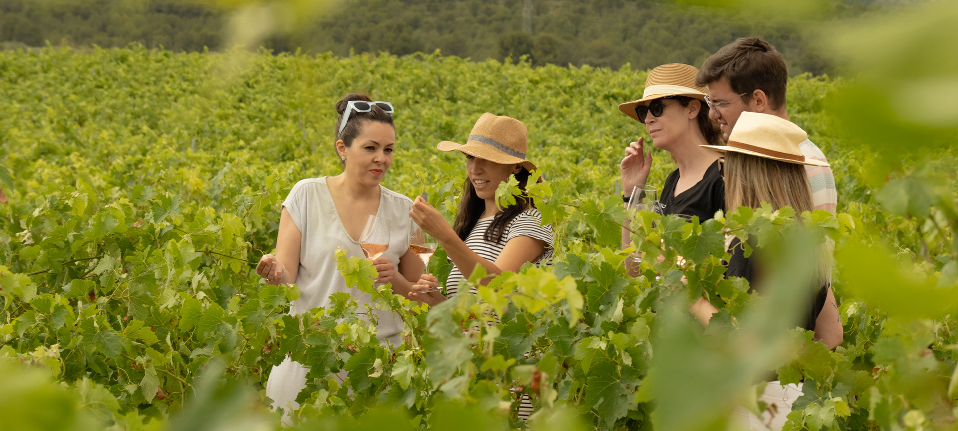 Personnes regardant un vignoble. Route des vins de Yecla