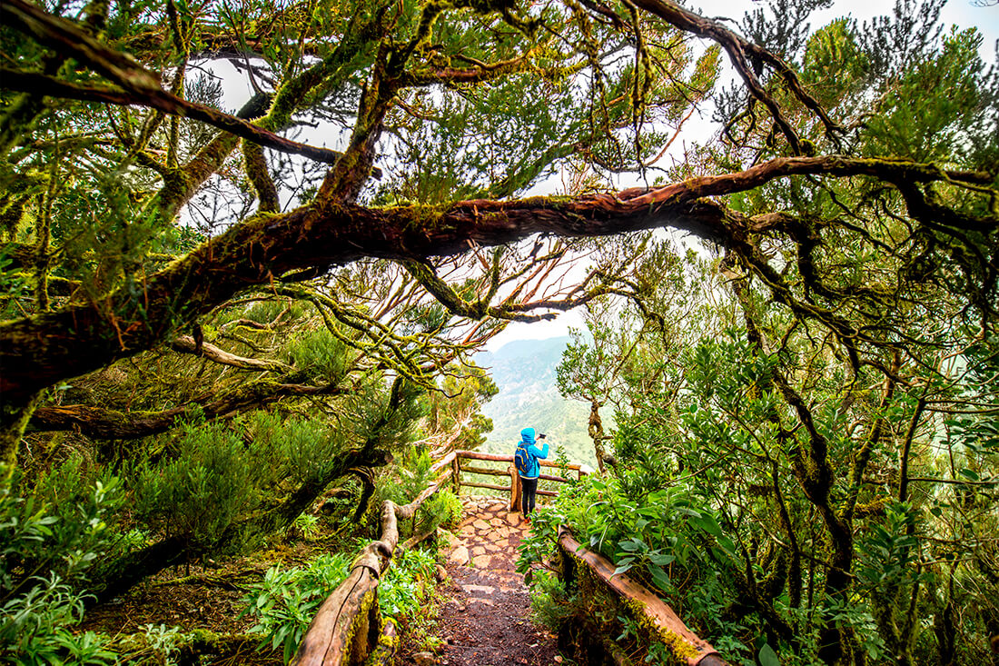 Park Narodowy Garajonay, La Gomera
