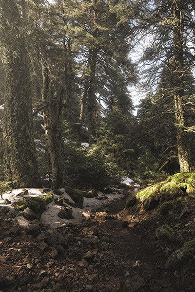 Spanish Fir Forest in the Sierra de las Nieves National Park, Málaga