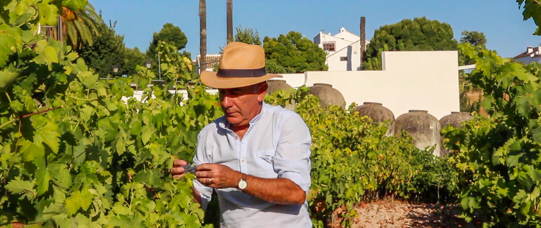 Farmer tending to the vines in the area of Lucena, in Córdoba, Andalusia Farmer tending to the vines in the area of Lucena, in Córdoba, Andalusia