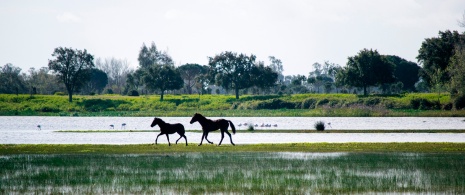 Caballos en el Parque Nacional de Doñana en Huelva, Andalucía Caballos en el Parque Nacional de Doñana en Huelva, Andalucía
