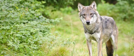 Lobo Lobo