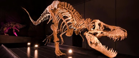 Tyrannosaurus Rex. Museo paleontológico. Dinópolis Teruel Tyrannosaurus Rex. Museo paleontológico. Dinópolis Teruel