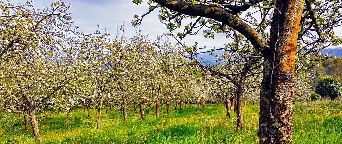 Apple trees in Nava. The Cider District. Asturias Apple trees in Nava. The Cider District. Asturias