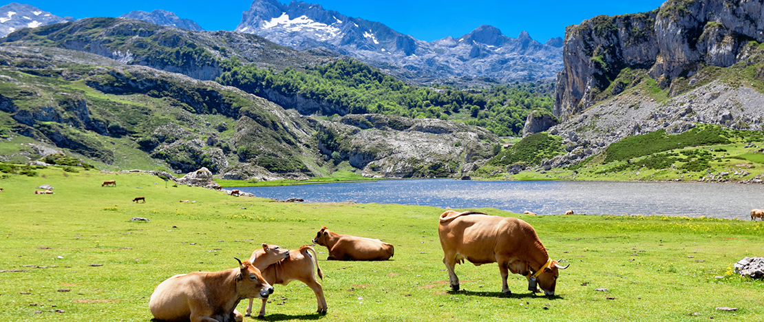 Cows grazing by Lake Ercina in Covadonga