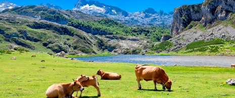 Cows grazing by Lake Ercina in Covadonga Cows grazing by Lake Ercina in Covadonga