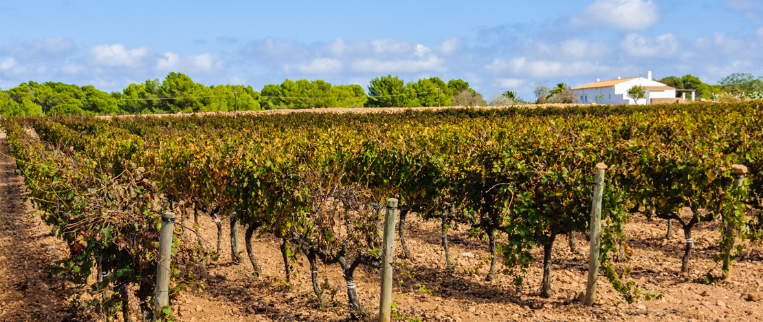 Detale winnic na Formenterze na Balearach
