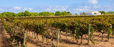 Detale winnic na Formenterze na Balearach Detale winnic na Formenterze na Balearach