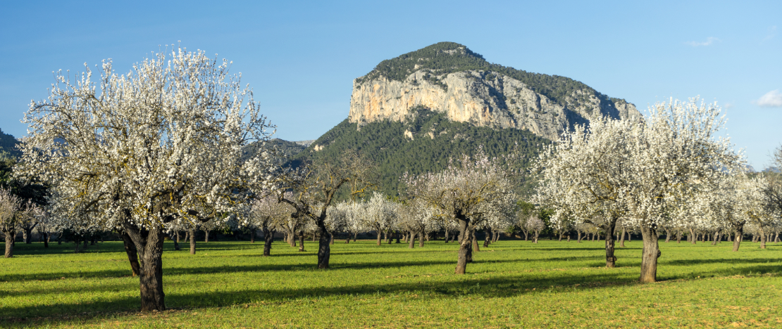 View of almond trees in bloom in the municipality of Alaró in Majorca, Balearic Islands View of almond trees in bloom in the municipality of Alaró in Majorca, Balearic Islands