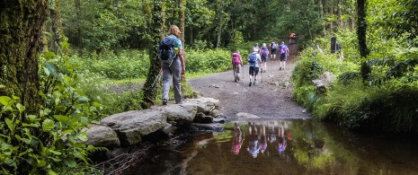 Pilgergruppe auf dem Weg durch einen Wald Pilgergruppe auf dem Weg durch einen Wald