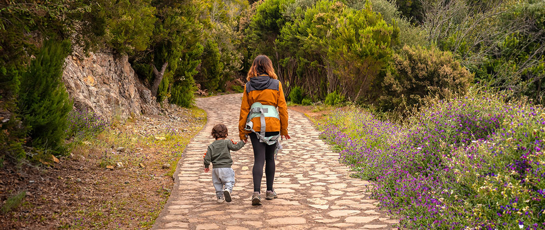Garajonay National Park, La Gomera, Canary Islands Garajonay National Park, La Gomera, Canary Islands